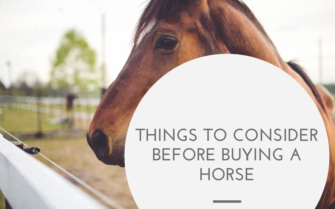 Things to Consider Before Buying a Horse