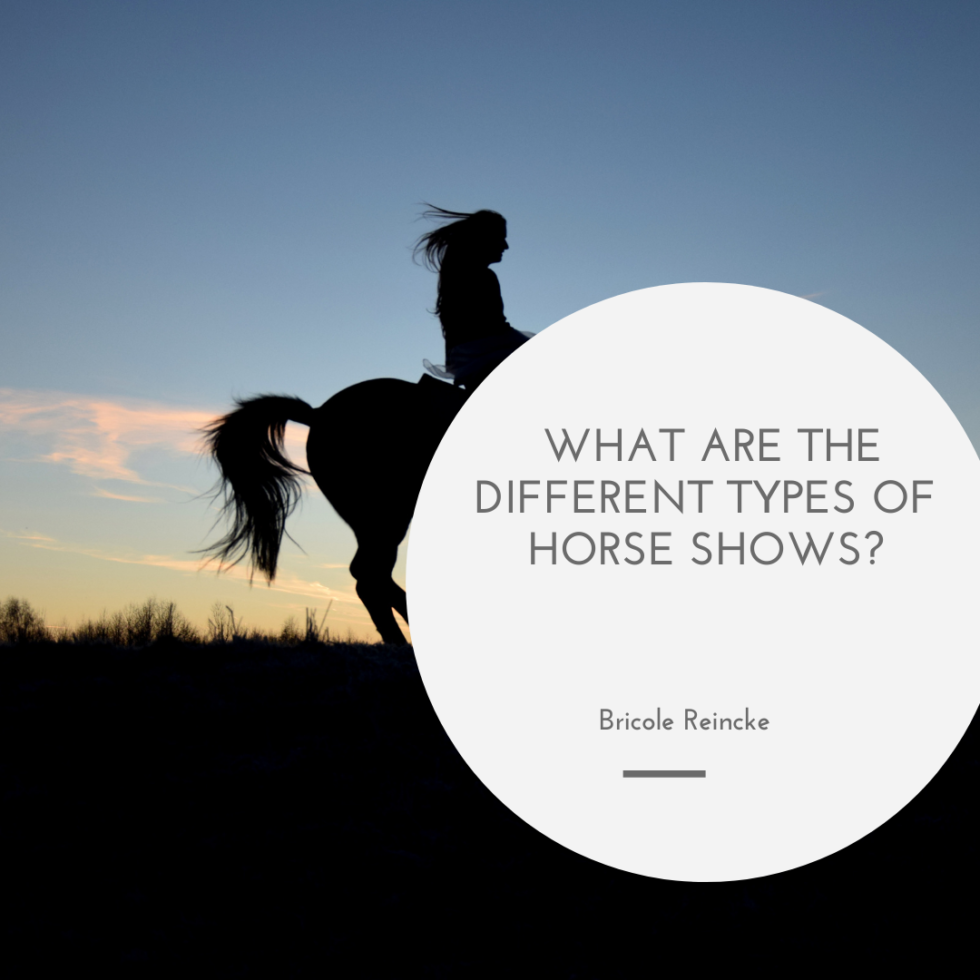 what-are-the-different-types-of-horse-shows-bricole-reincke